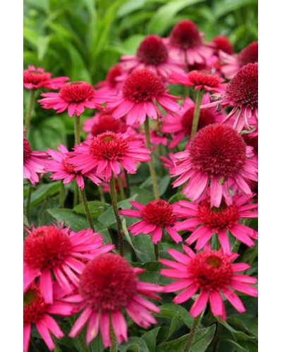 Echinacea purpurea délicious candy